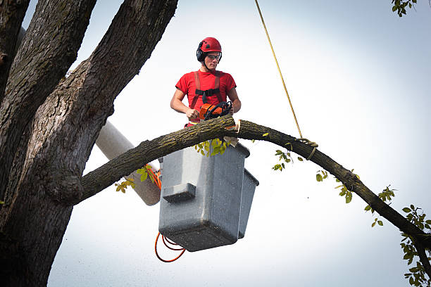 Reliable Kirtland Af, NM Tree Services Solutions